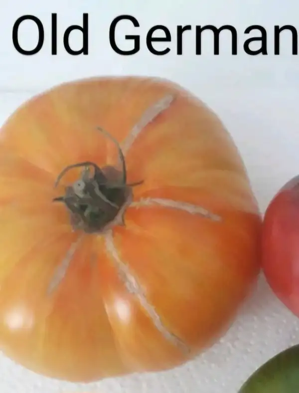 Tomaten: Old German