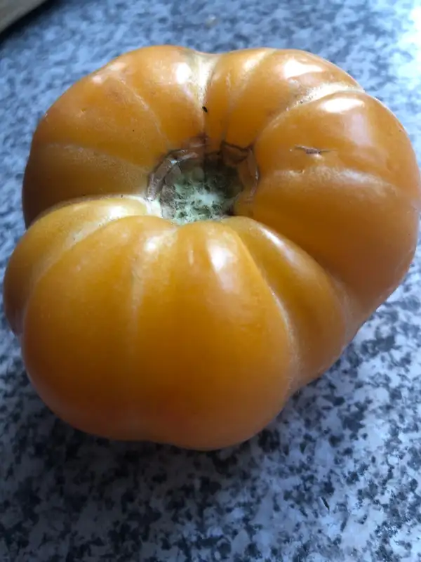 Tomaten: Old German