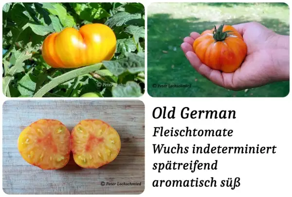 Tomaten: Old German