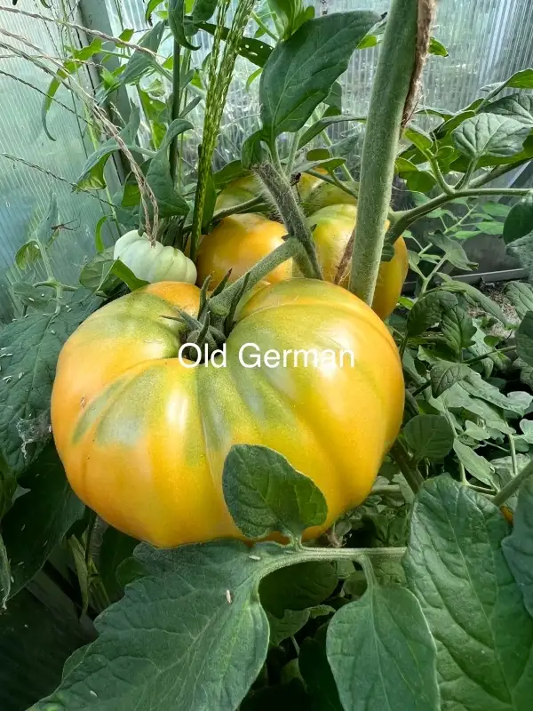 Tomaten: Old German