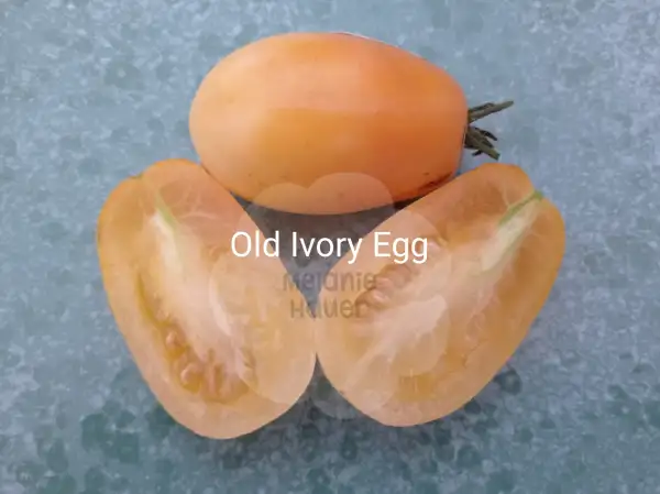 Tomaten: Old Ivory Egg