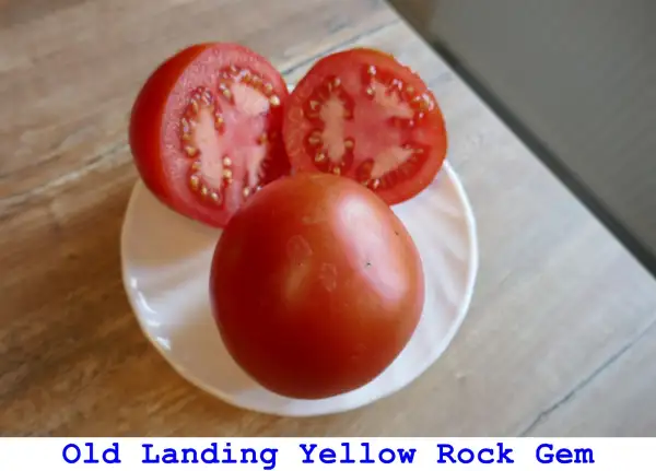 Tomaten: Old Landing – Yellow Rock Gem
