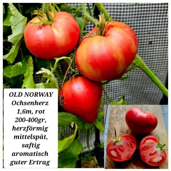 Tomaten: OLD NORWAY