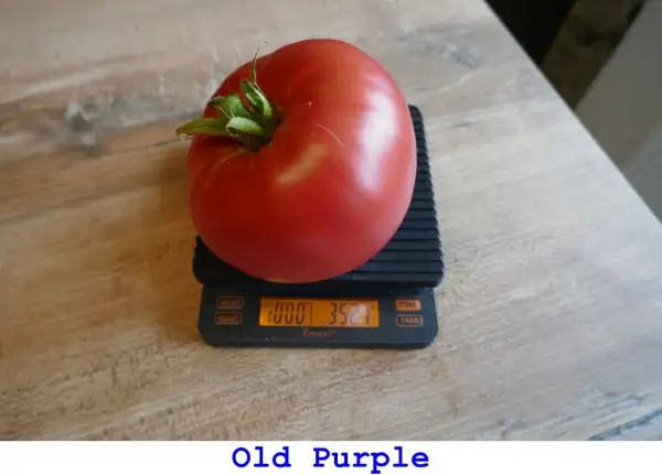 Tomaten: Old Purple