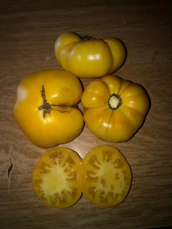 Tomaten: Old Wyandotte