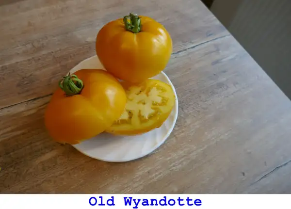 Tomaten: Old Wyandotte