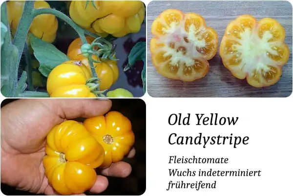 Tomaten: Old Yellow Candystripe