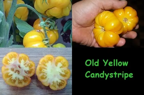 Tomaten: Old Yellow Candystripe