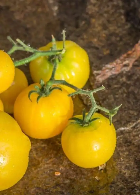 Tomaten: Old Yellow Candystripe