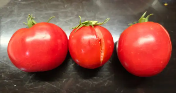 Tomaten: Olejna Ukrainian