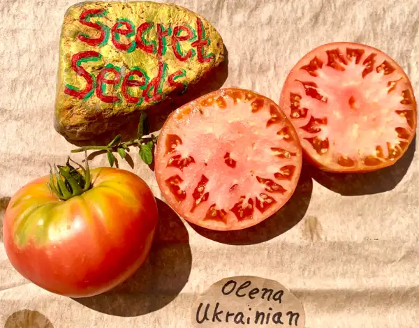 Tomaten: Olena Ukrainian