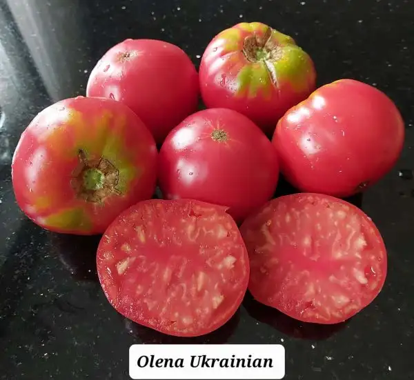 Tomaten: Olena Ukrainian