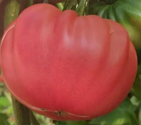 Tomaten: Olena Ukrainian