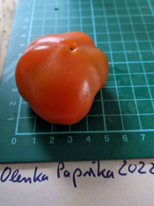 Chili / Paprika: Olenka Paprika