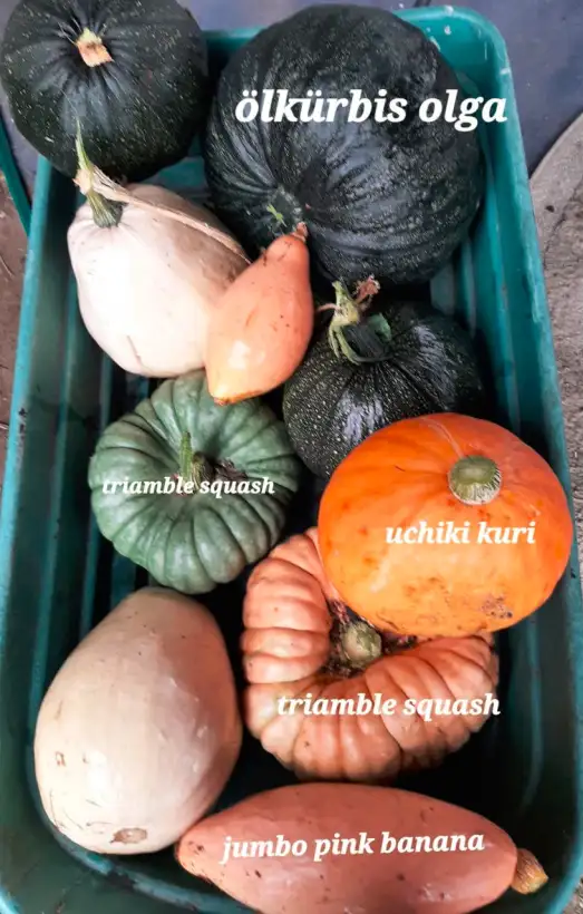 Kürbisse: Olga, Ölkürbis