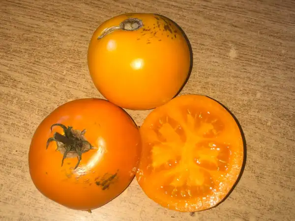 Tomaten: Olga