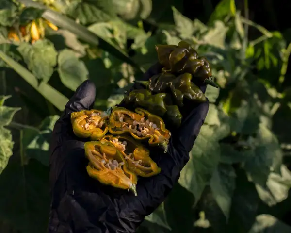 Chili / Paprika: Olive Jolokia