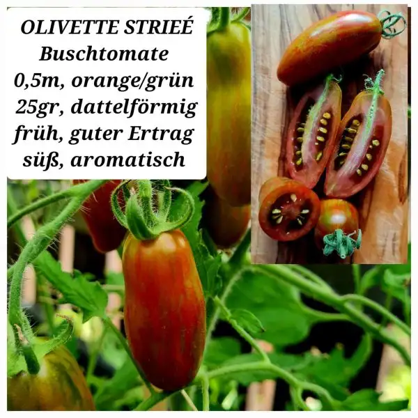 Tomaten: OLIVETTE STRIEÉ