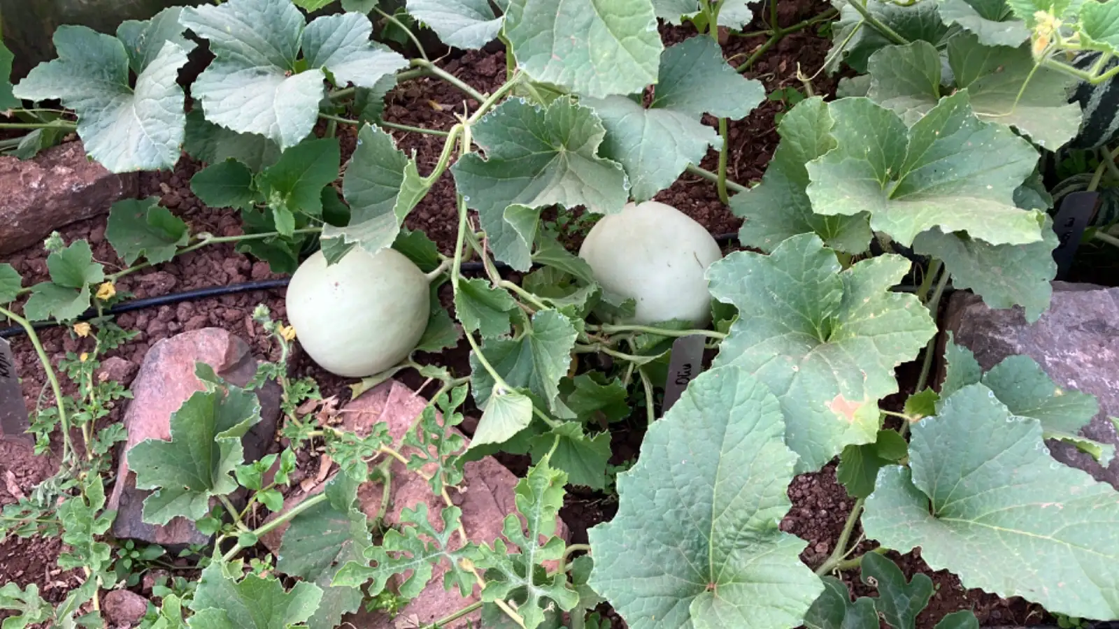 Melonen: Oliwin Honigmelone