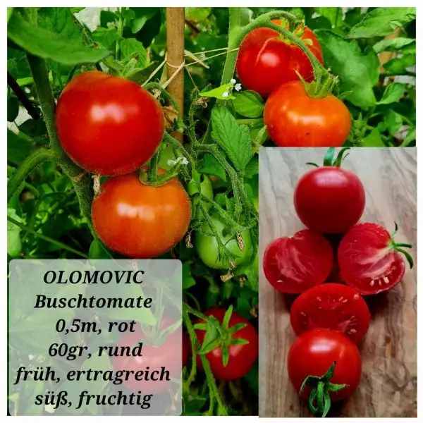 Tomaten: OLOMOVIC