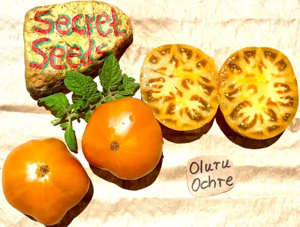 Tomaten: Oluru Ochre