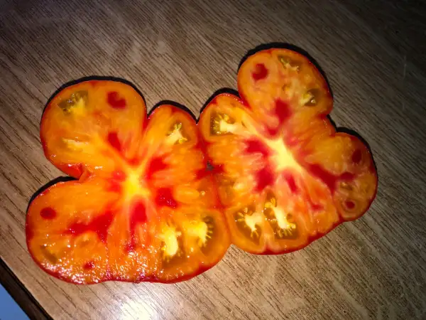 Tomaten: Olympic Flame