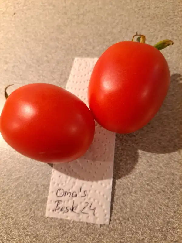 Tomaten: Oma