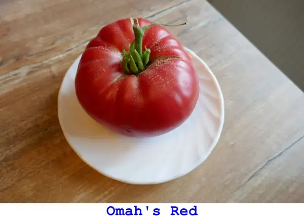 Tomaten: Omah’s Red