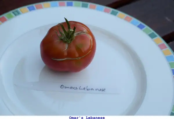 Tomaten: Omar’s Lebanese