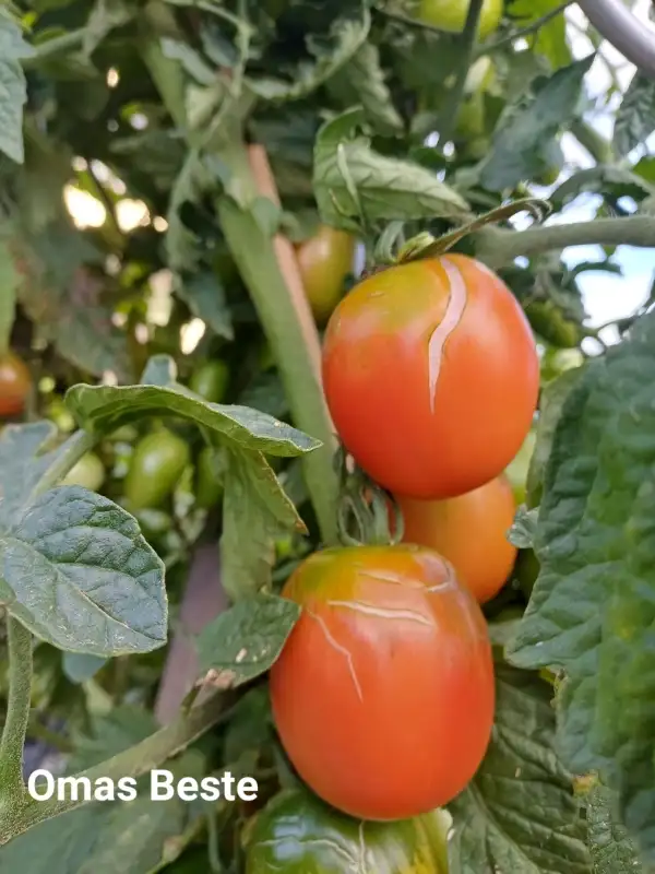 Tomaten: Omas Beste