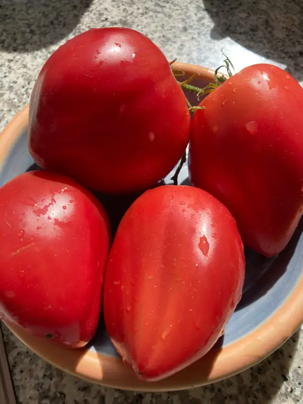 Tomaten: Omas Ochsenherztomaten