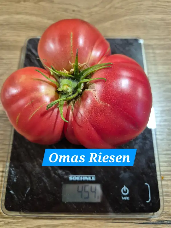 Tomaten: Omas Riesen