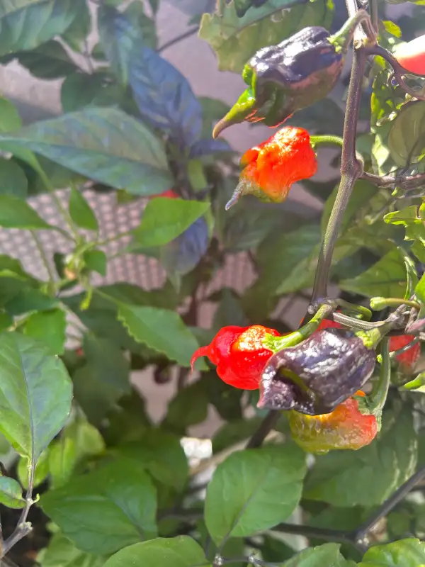 Chili: Omikron Dark