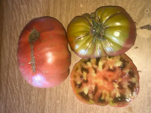 Tomaten: One Trick Pony