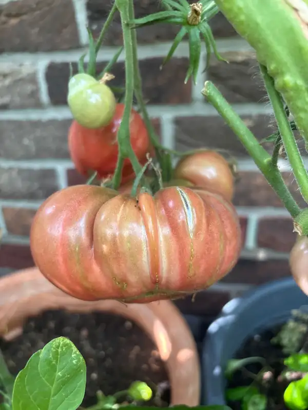 Tomaten: One Trick Pony