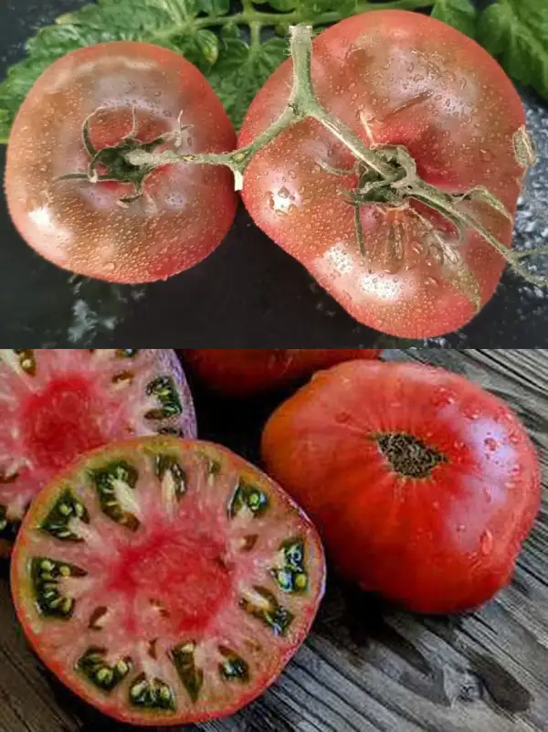 Tomaten: One Trick Pony