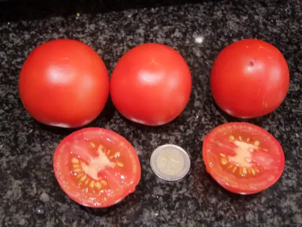 Tomaten: Onkel Gustav - Stabtomate