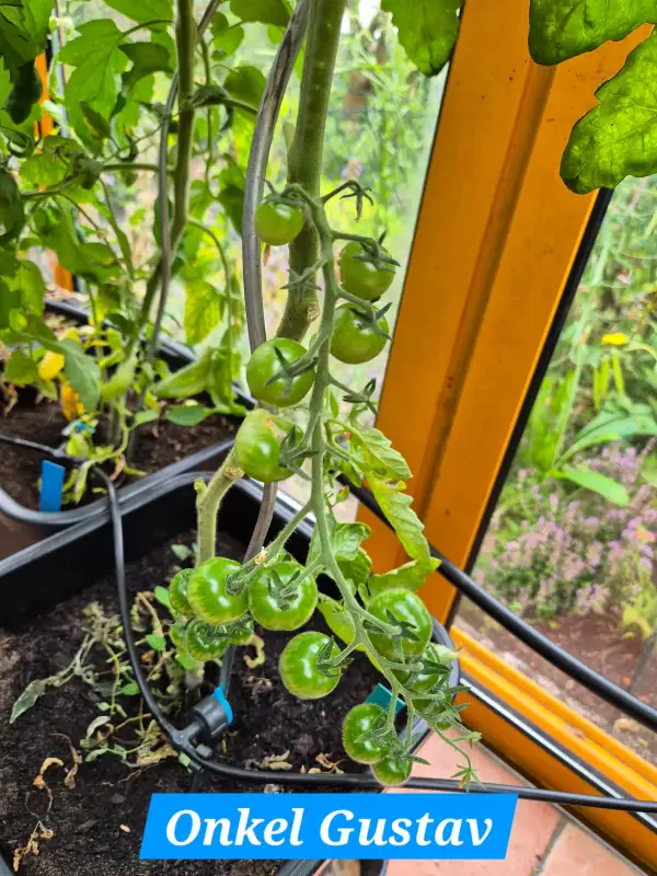 Tomaten: Onkel Gustav