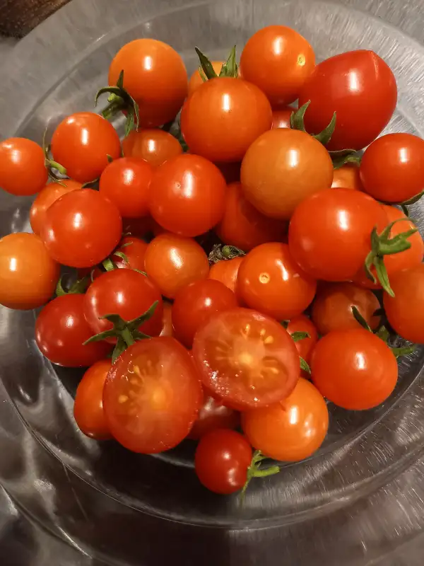 Tomaten: Onkel Gustav