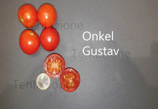 Tomaten: Onkel Gustav