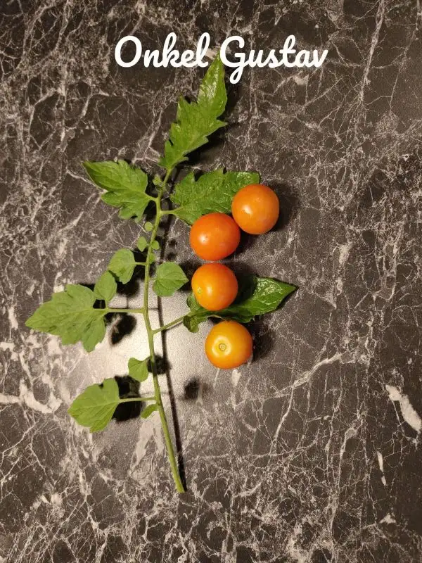 Tomaten: Onkel Gustav