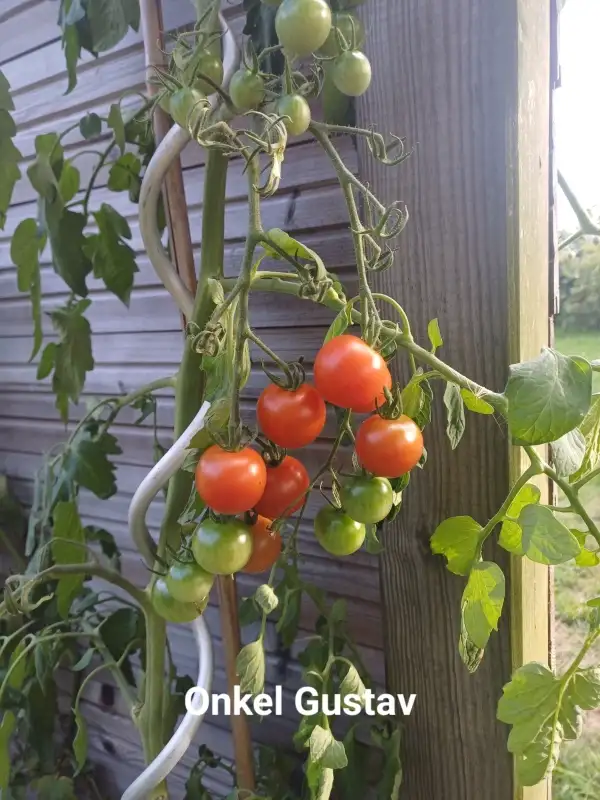 Tomaten: Onkel Gustav