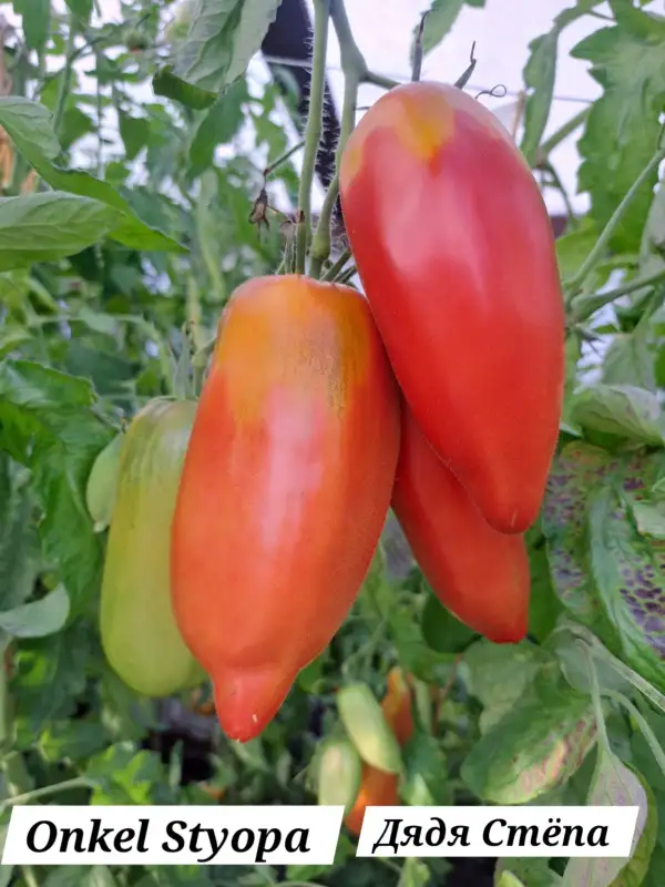 Tomaten: Onkel Styopa