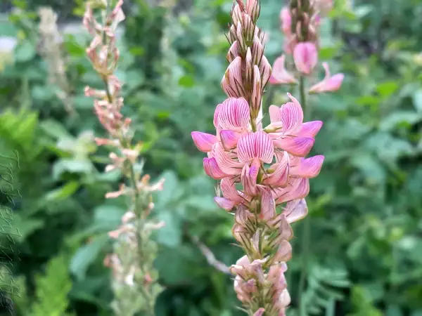Blumen: Onobrychis viciifolia ‣ ‣ ‣ ‣ ‣ ‣ Wilde Esparsette - Wild Sainfoin