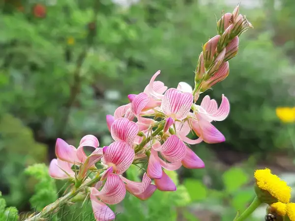 Blumen: Onobrychis viciifolia ‣ ‣ ‣ ‣ ‣ ‣ Wilde Esparsette - Wild Sainfoin