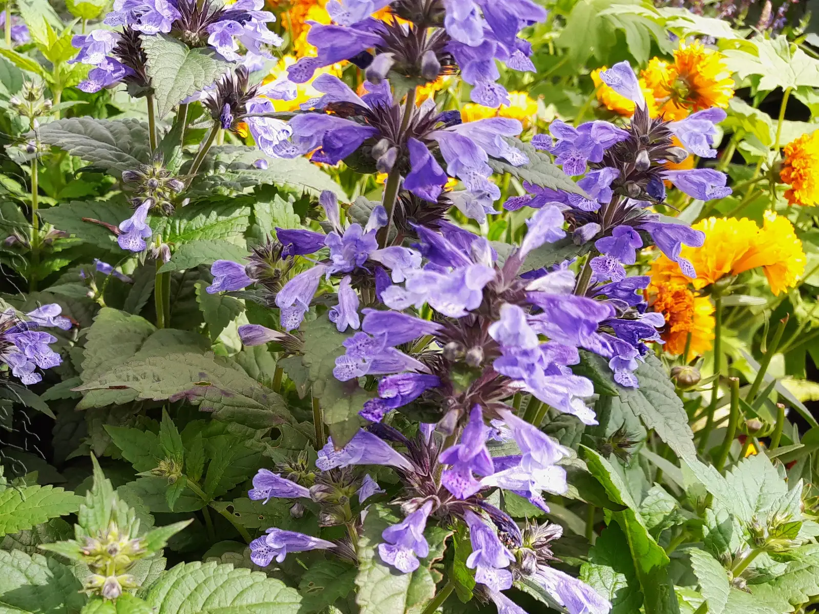 Stauden / Gehölz: Ononis natrix ‣ ‣ Gelbe Hauhechel ‣ Yellow restharrow