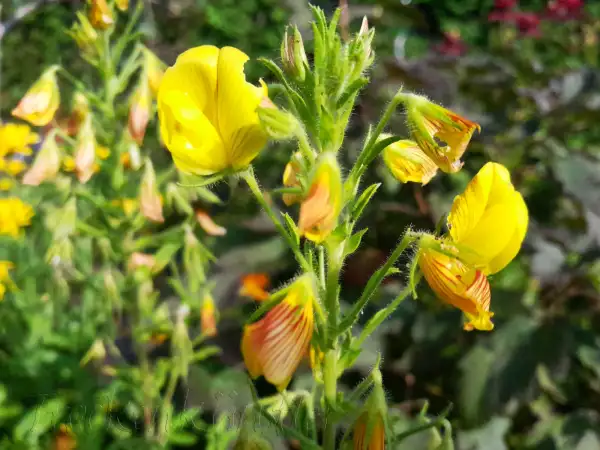 Stauden / Gehölz: Ononis natrix ‣ ‣ Gelbe Hauhechel ‣ Yellow restharrow