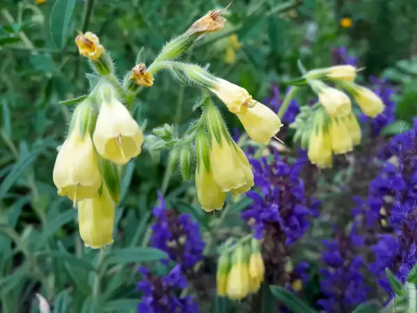 Stauden / Gehölz: Onosma viridis  ‣ ‣ Tornaer Lotwurz  ‣ Tornian onosma