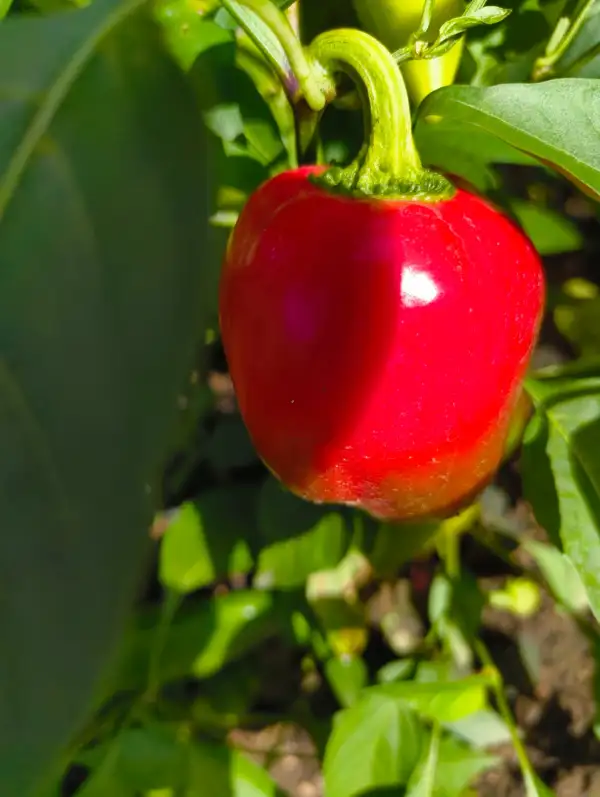 Chili / Paprika: Ontara