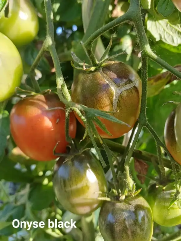 Tomaten: Onyse black